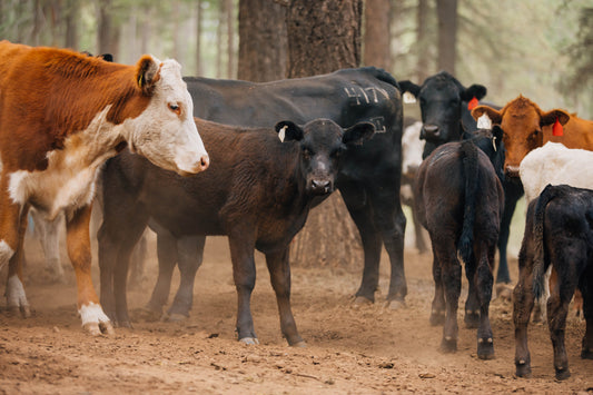 This week's cows