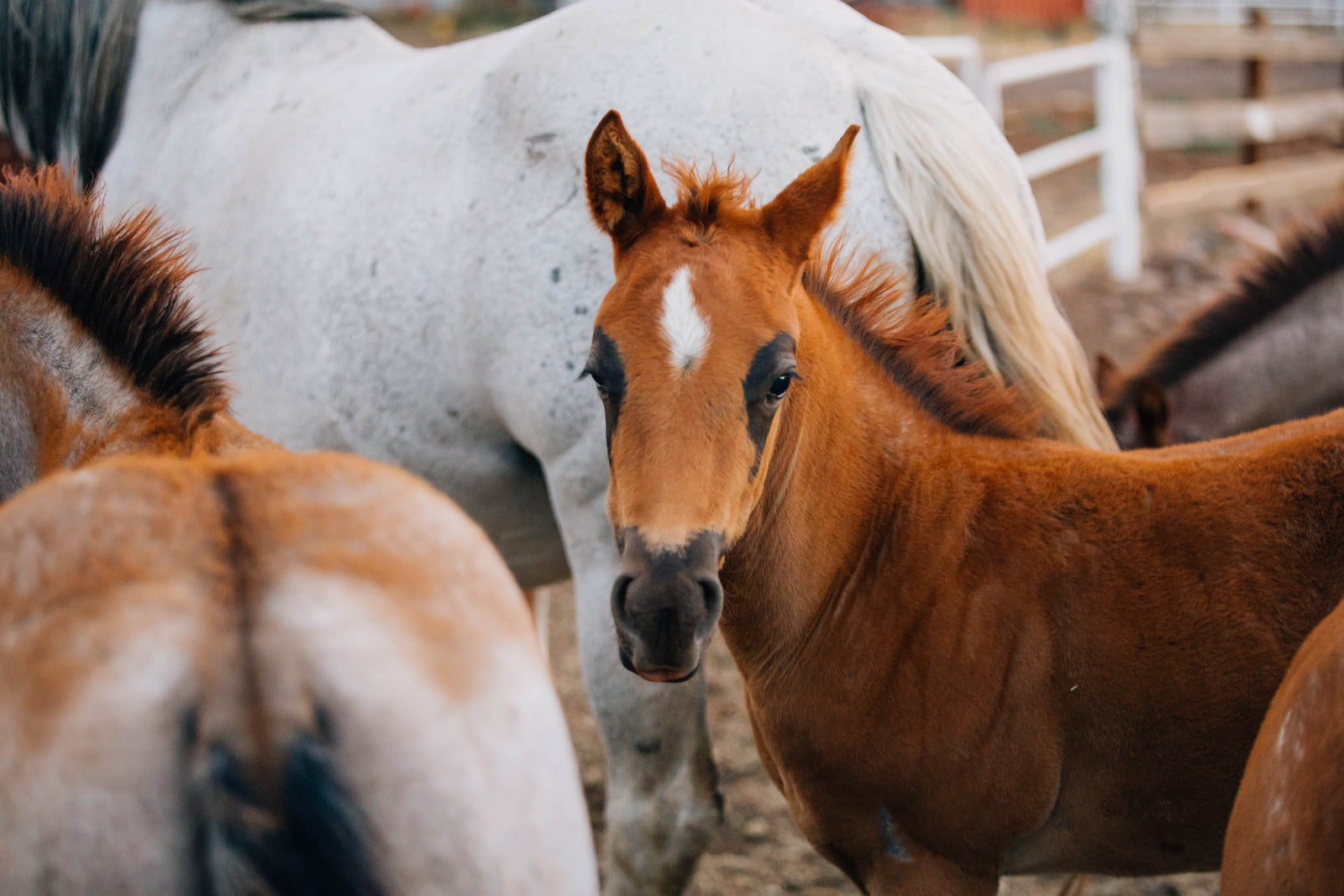 Horse Name