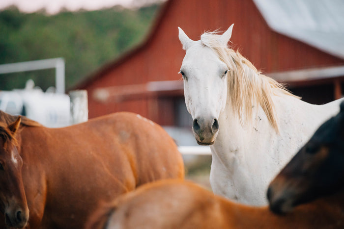 Happy Cattle horses