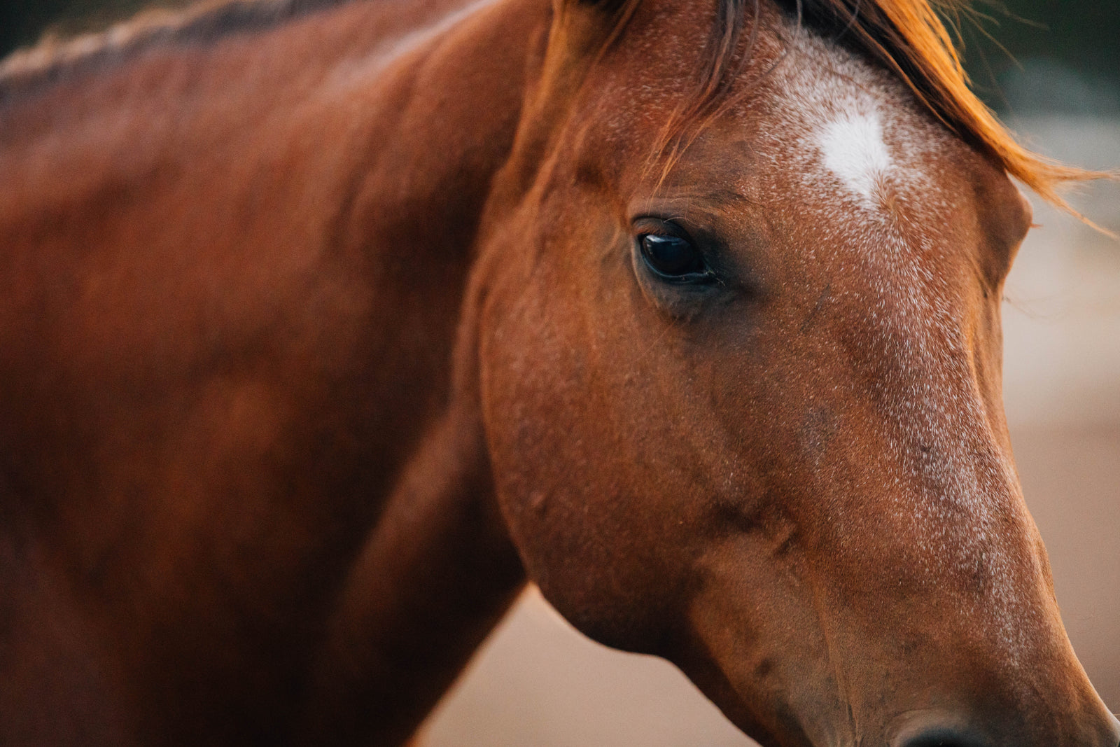 Horse Name