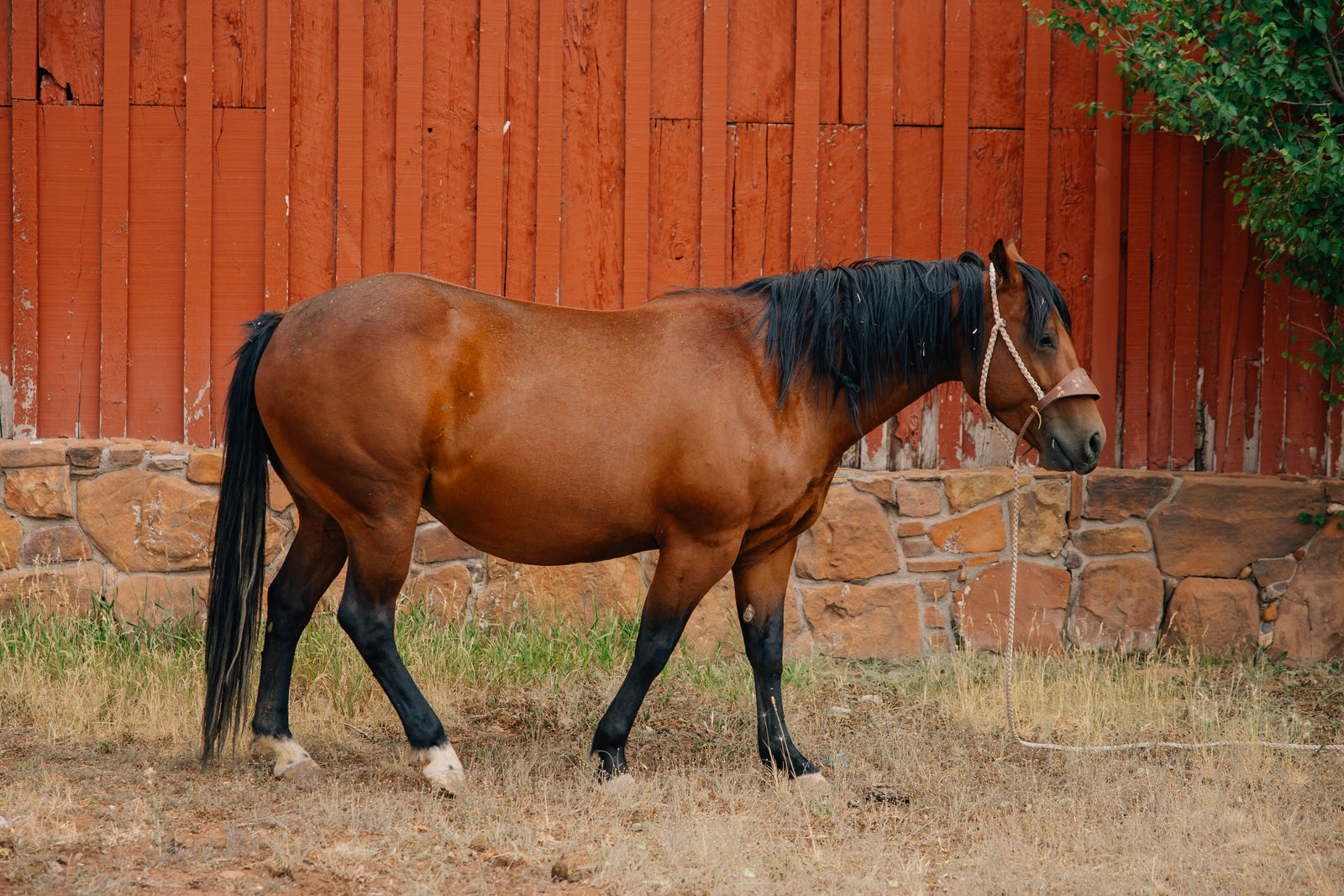 Horse Name