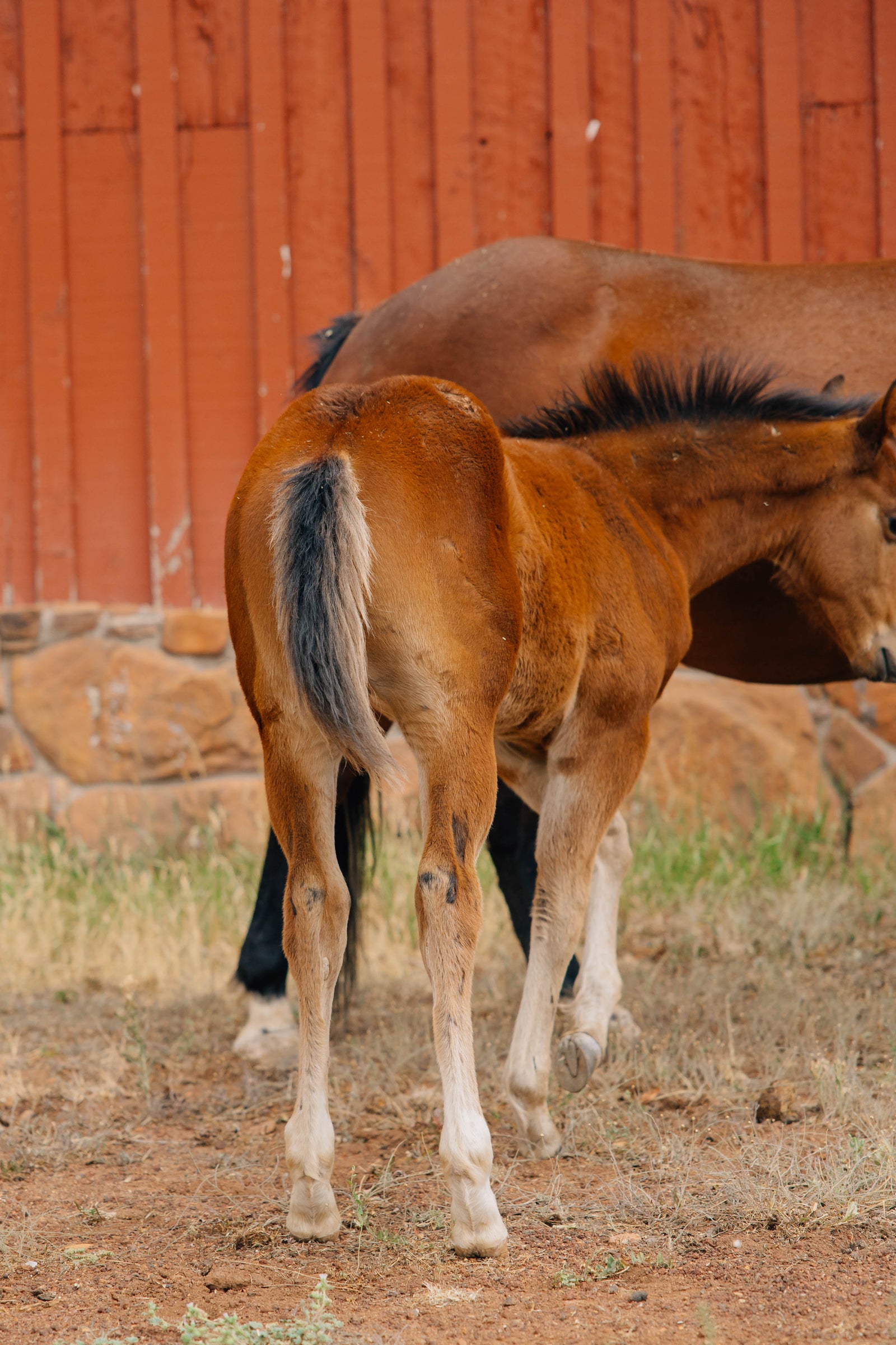Horse Name