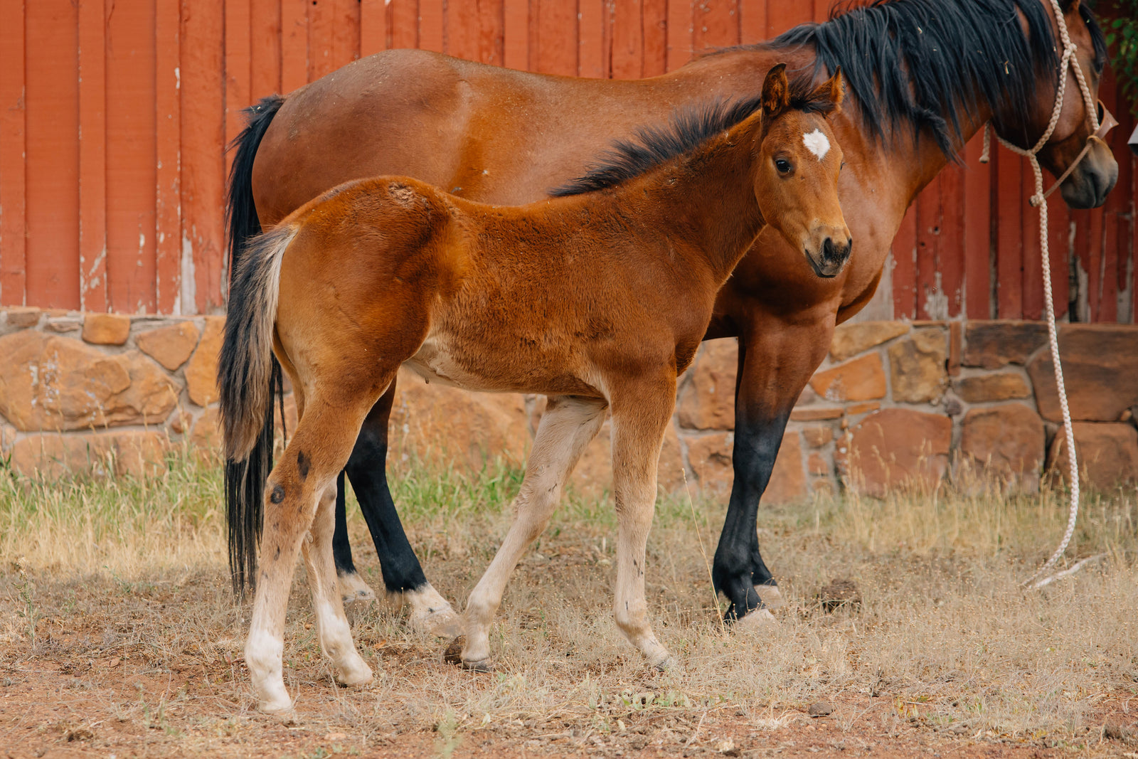 Horse Name