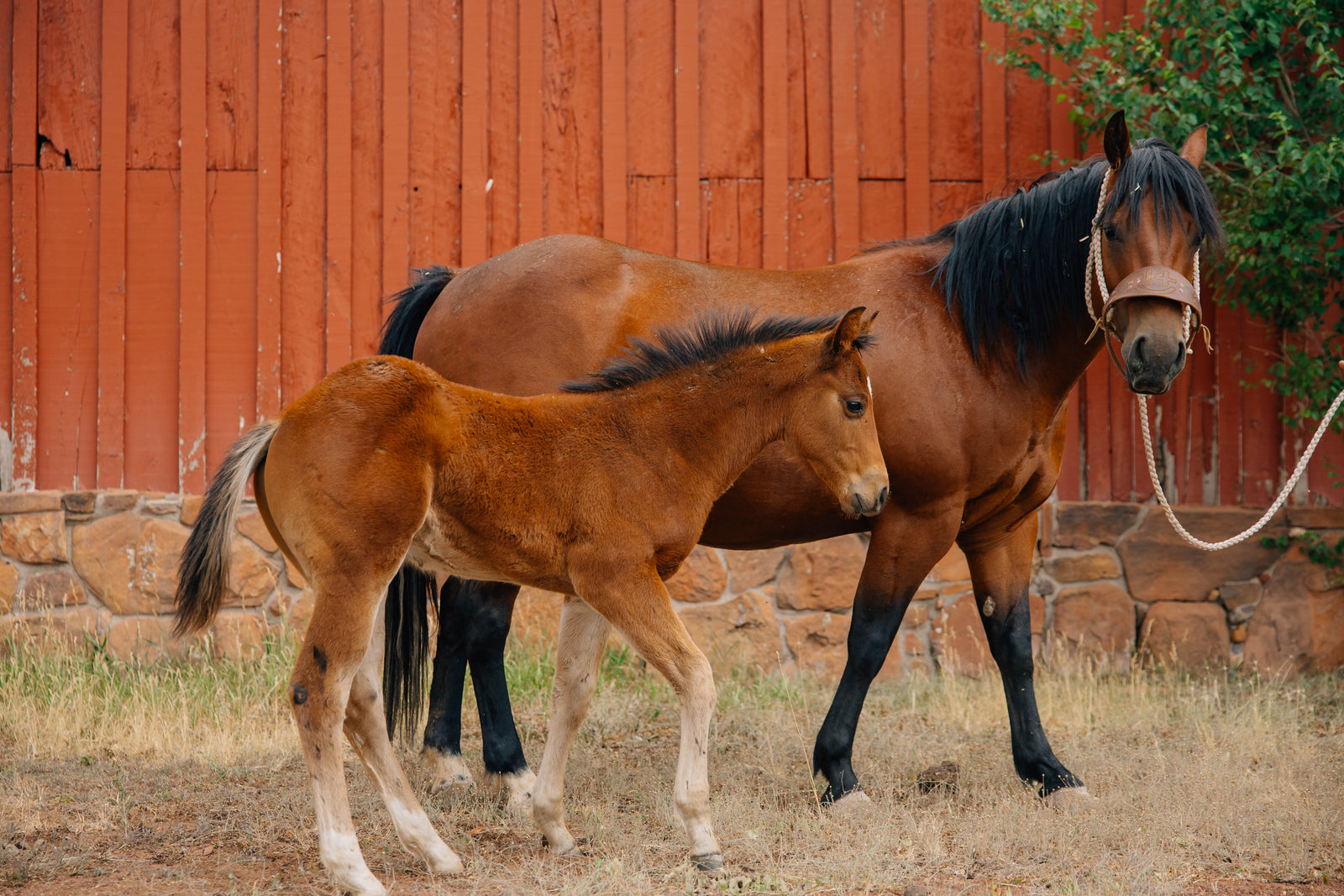 Horse Name