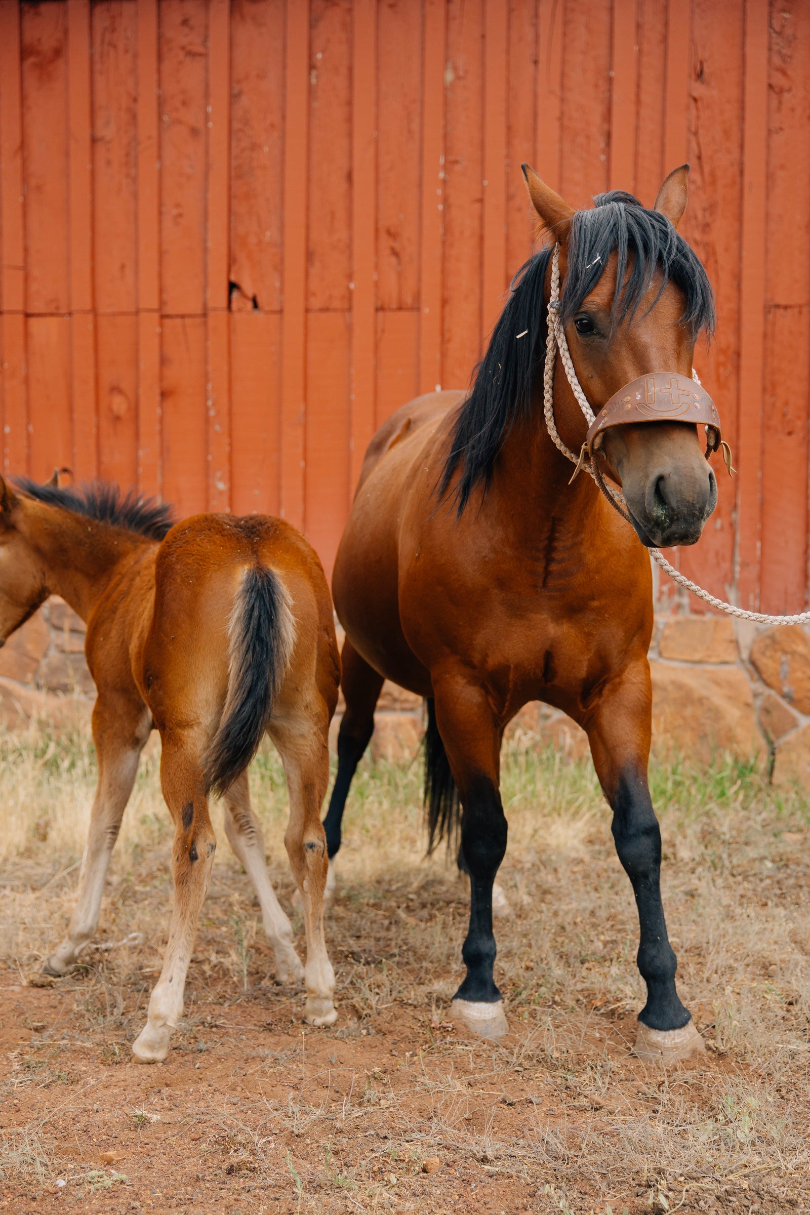 Horse Name