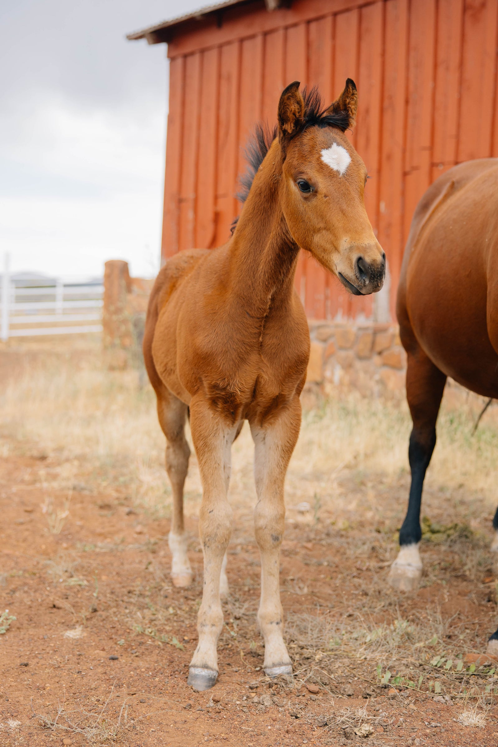 Horse Name