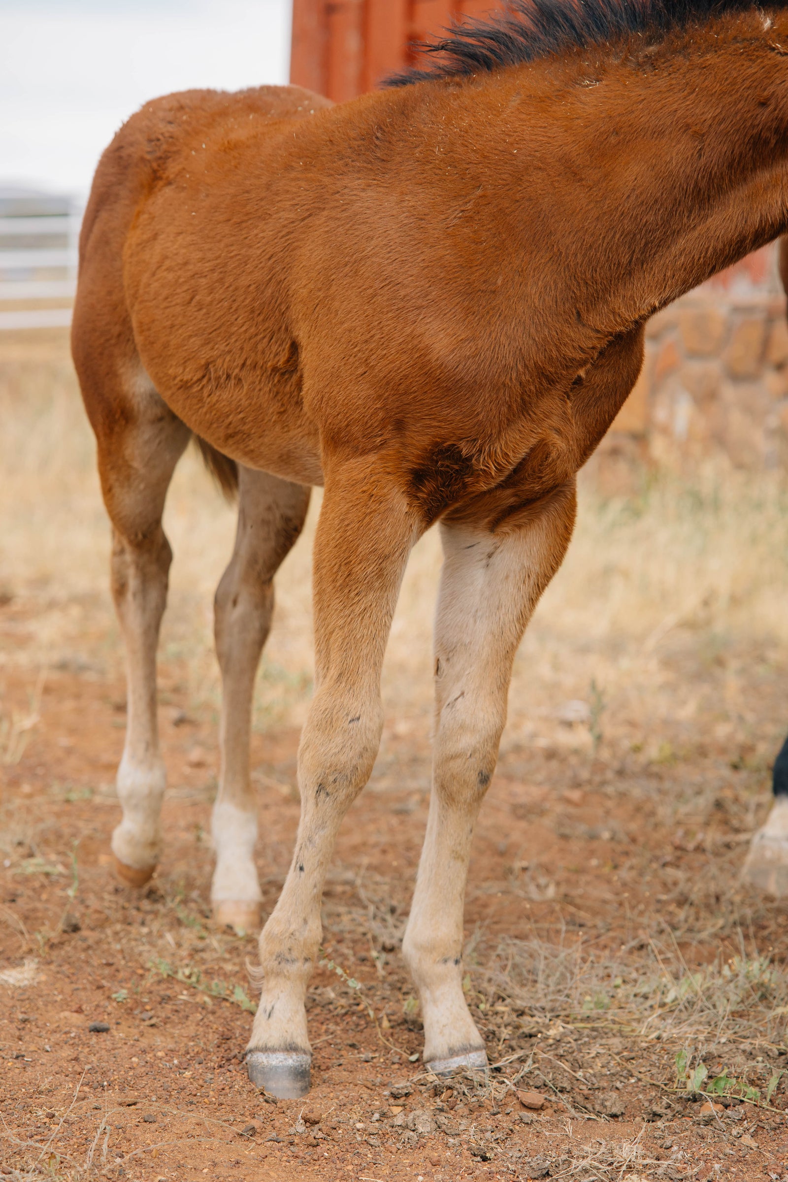 Horse Name