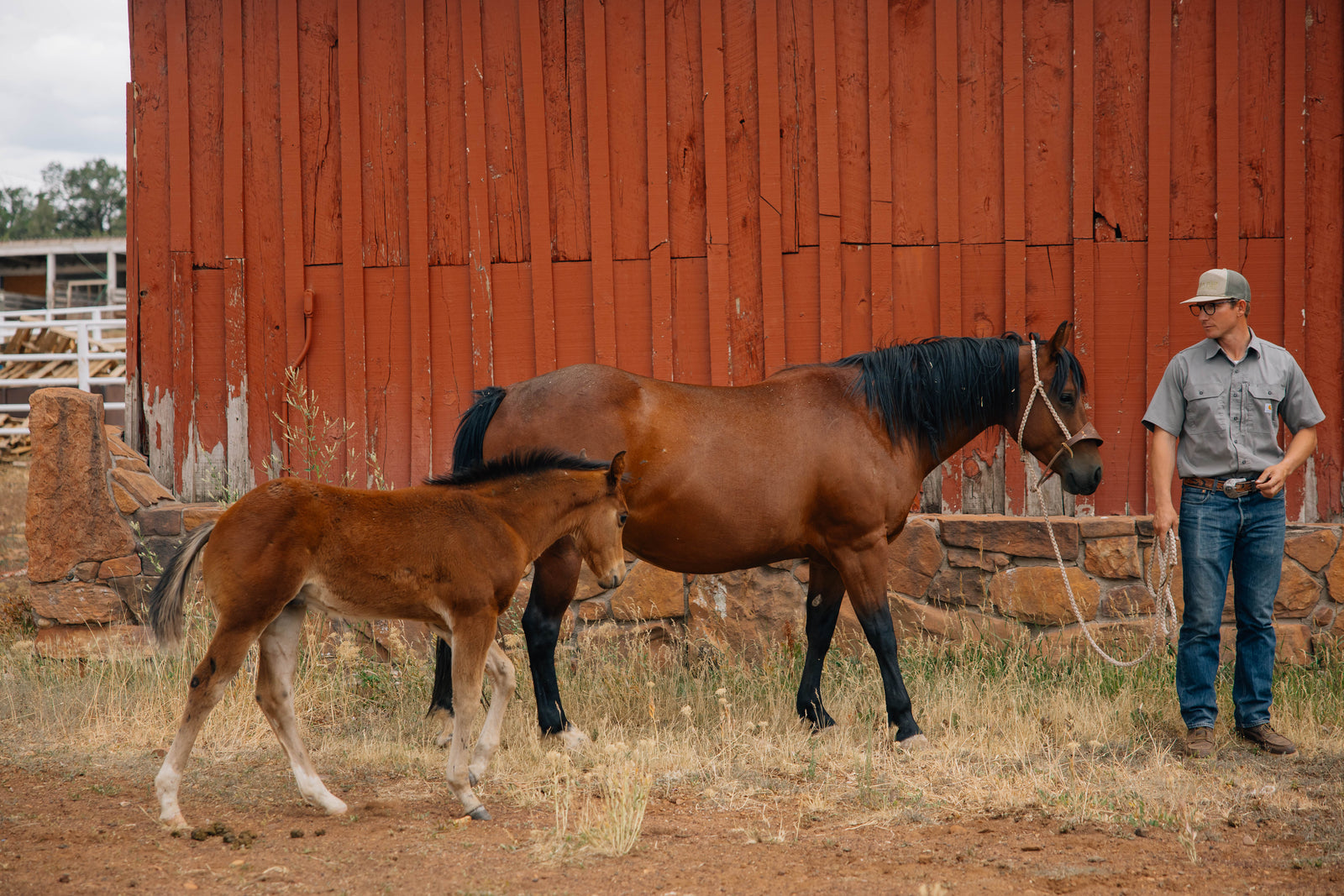 Horse Name