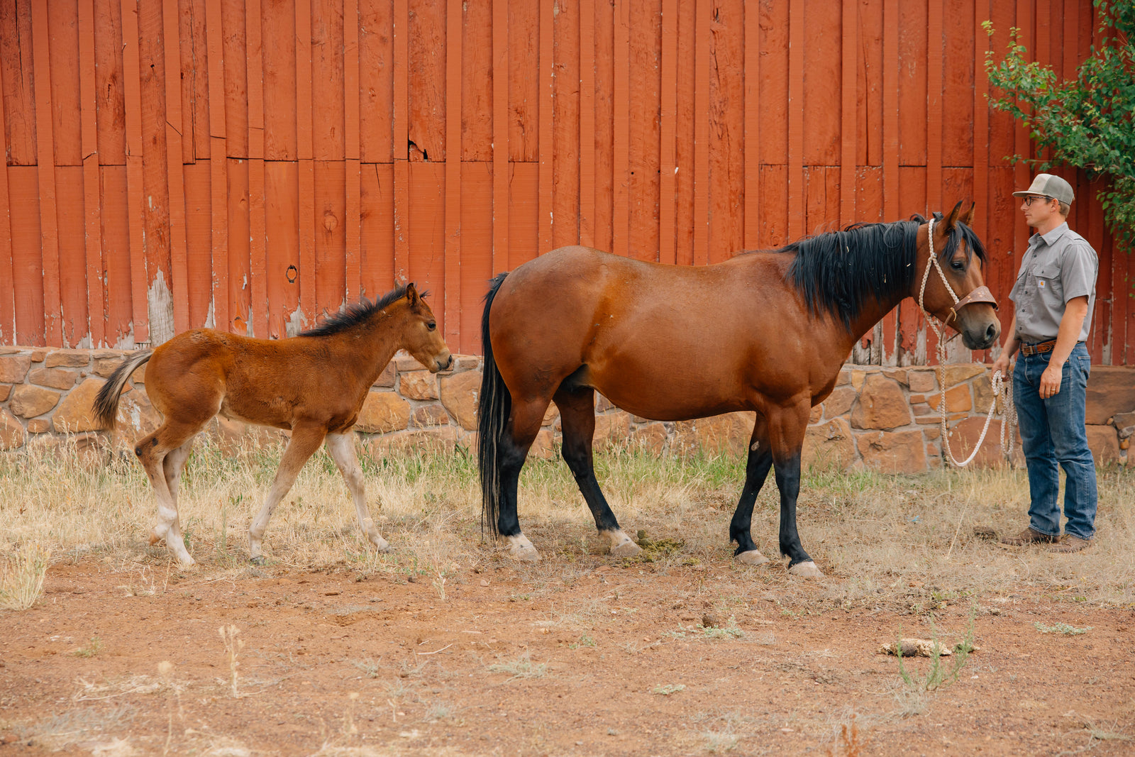 Horse Name