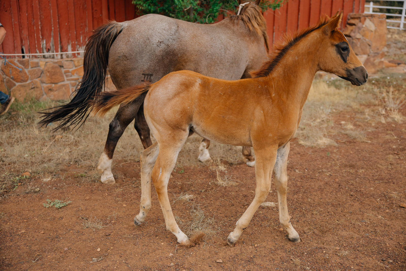 Horse Name