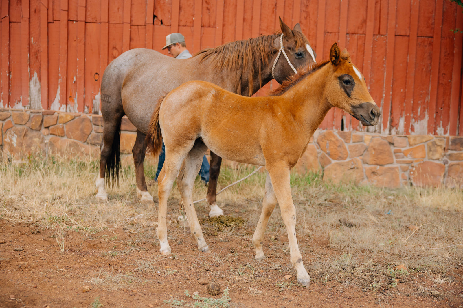 Horse Name