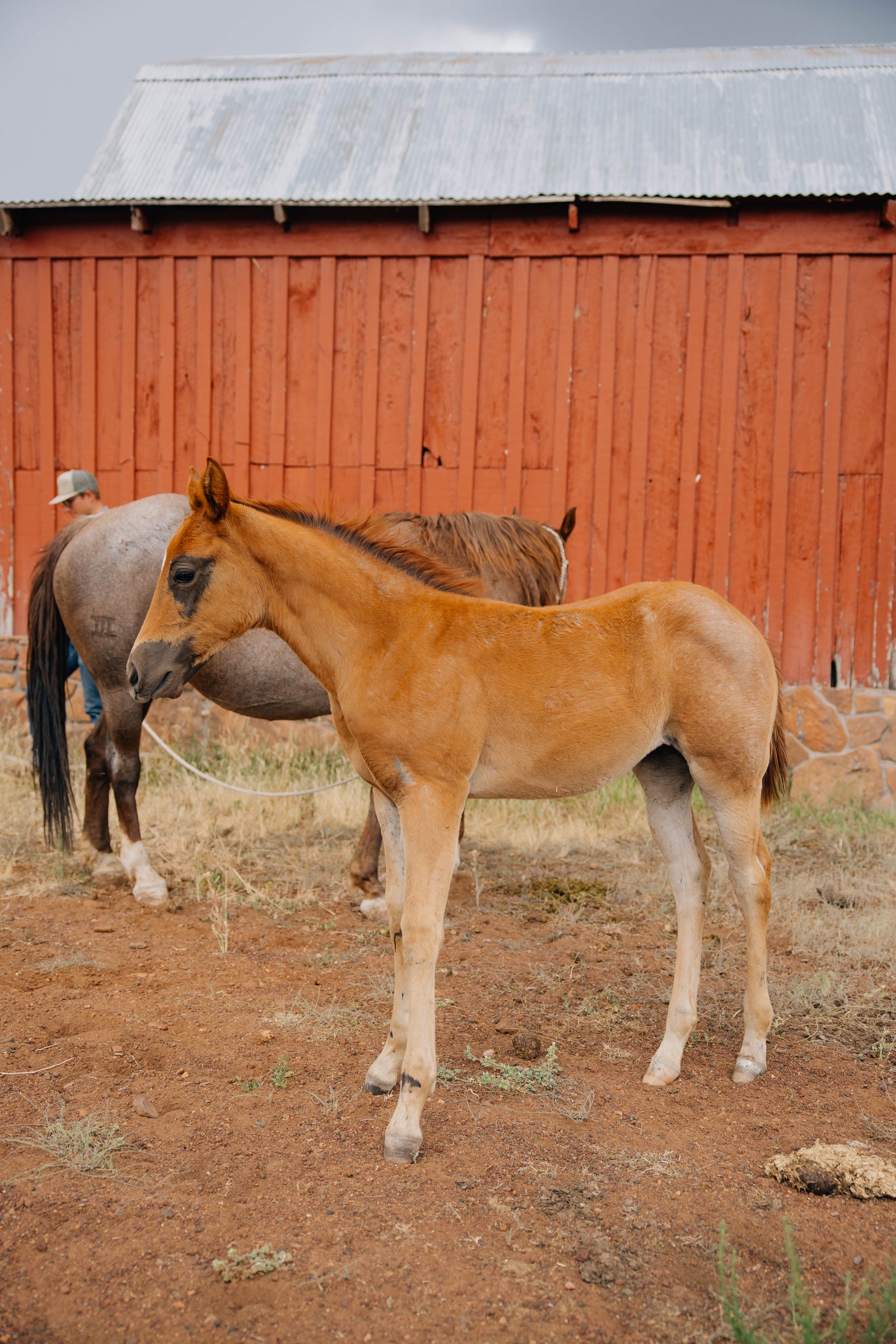 Horse Name