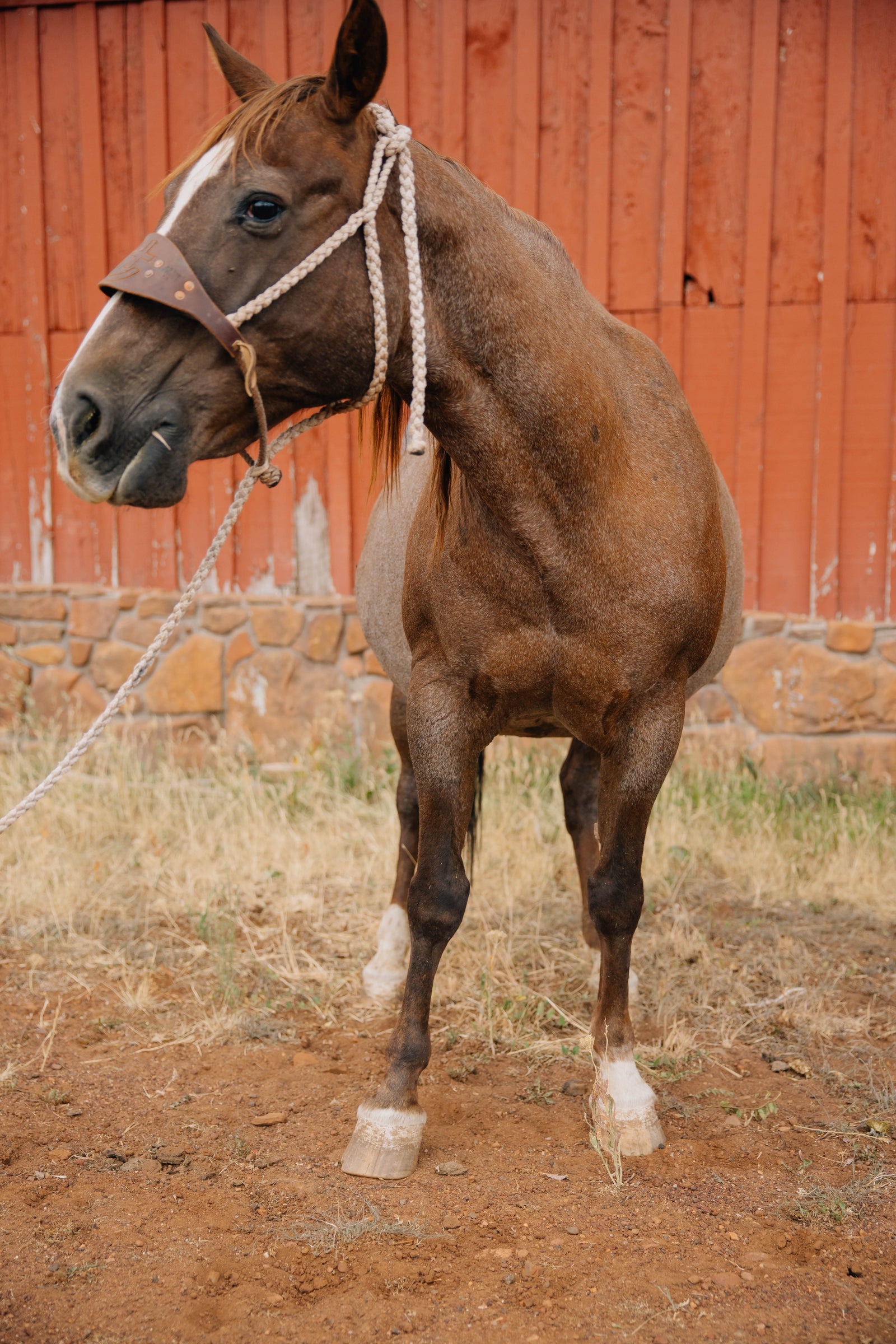 Horse Name